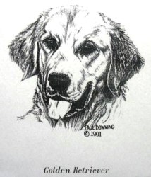 701 GOLDEN RETRIEVER DOG HEAD, PAUL DOWNING CROSS STITCH PATTERN